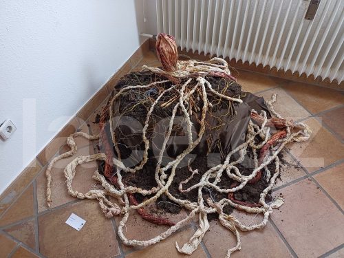 Ručně paličkovaná krajka, Dana Mihulková, lace.cz